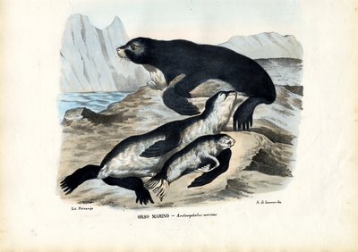 Foca de piel, 1863-79 de Raimundo Petraroja